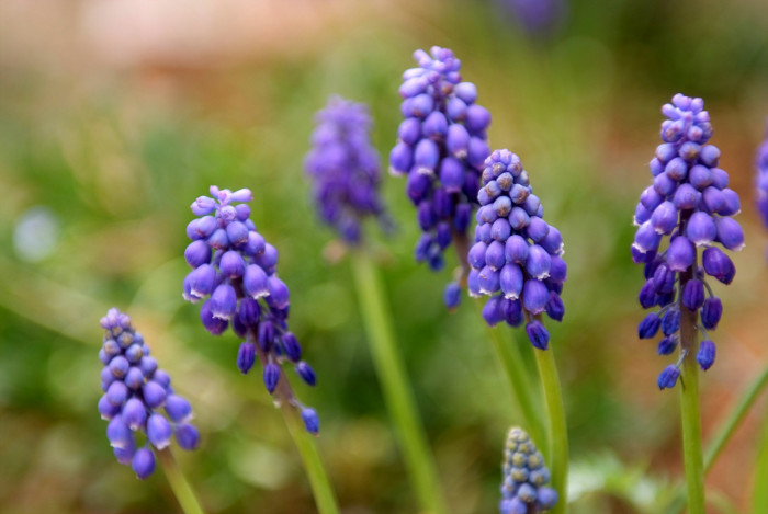 무스카리 - blue grape hyacinth, Muscari armeniacum.