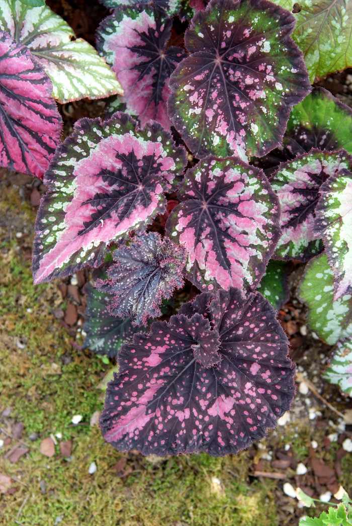 렉스베고니아 - Rex begonia, Begonia rex