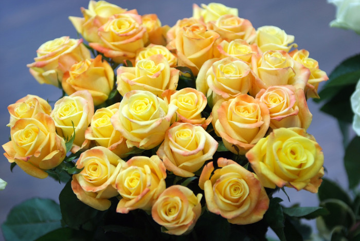 장미 - Rose, Rosa hybrida
