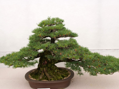 섬잣나무 사진 - Pinus parviflora Siebold & Zucc. Photos