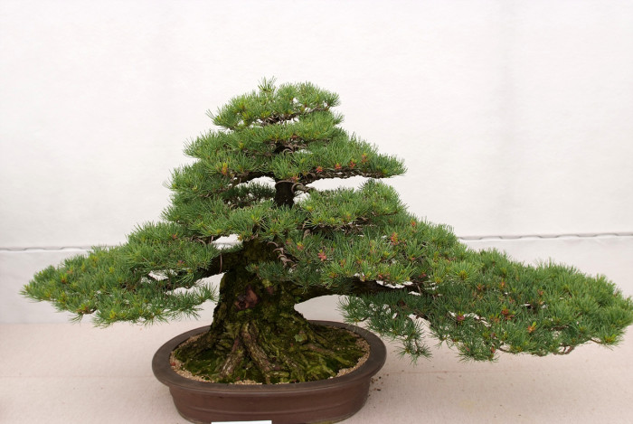 섬잣나무 - Pinus parviflora Siebold & Zucc.