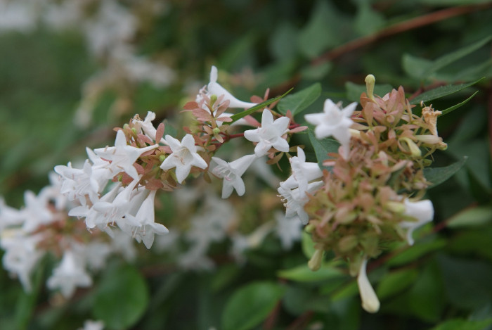 꽃댕강나무 - Mangsan Abelia, Abelia mosanensis T.H.Chung