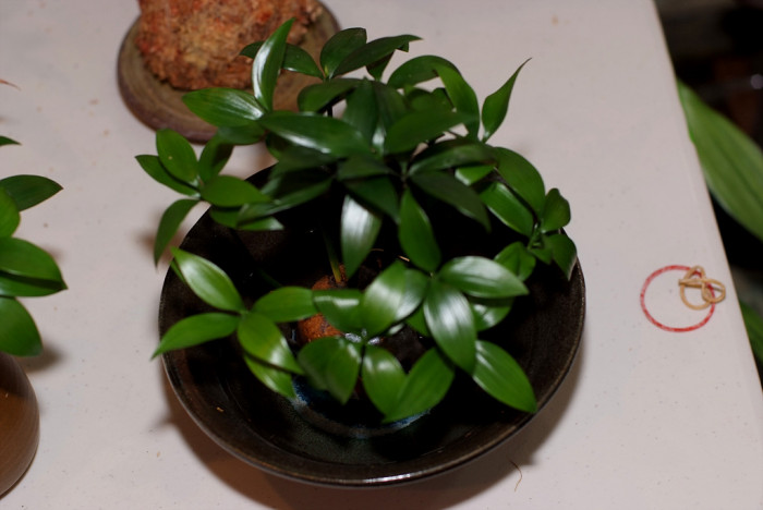 죽백나무 - Nageia nagi, Asian bayberry, Podocarpus nagi (Thunb.) Zoll. & Mor. ex Zoll.