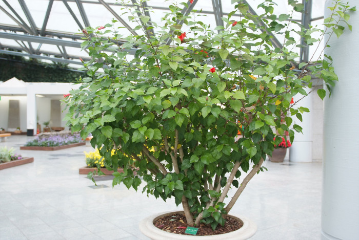 하와이무궁화 - hawaiian hibiscus, Hibiscus rosa-sinesis L.