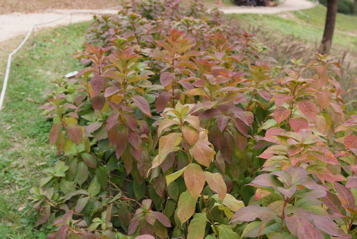 산수국 - Hydrangea serrata for. acuminata