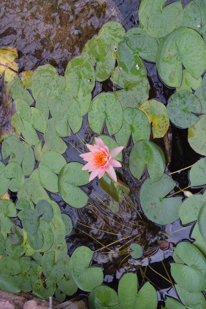 수련 - Nymphaea tetragona var. angusta