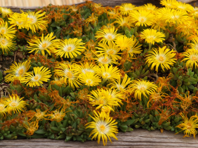 송엽국 사진 - Lampranthus spectabilis Photos