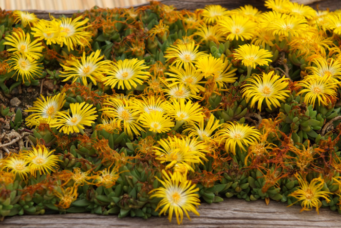 송엽국 - Trailing Ice Plant, Lampranthus spectabilis