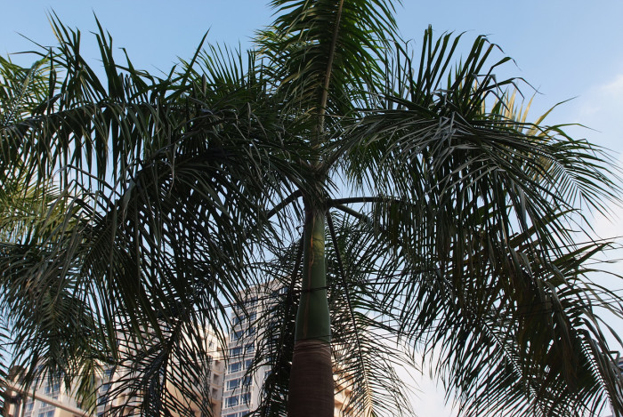 대왕야자 - Cuban royal palm, Florida royal palm, Roystonea regia