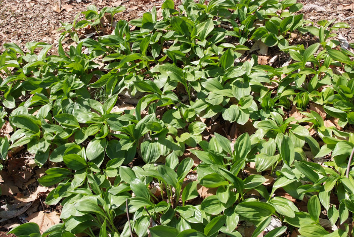 산마늘 - Allium victorialis var. platyphyllum