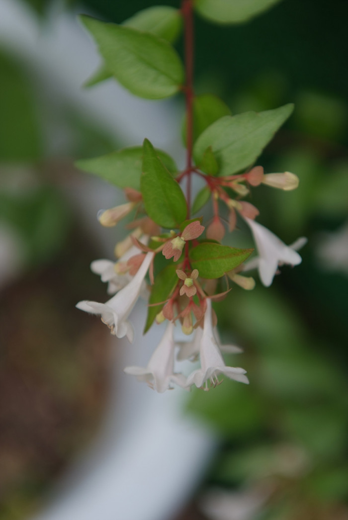 꽃댕강나무 - Mangsan Abelia, Abelia mosanensis T.H.Chung