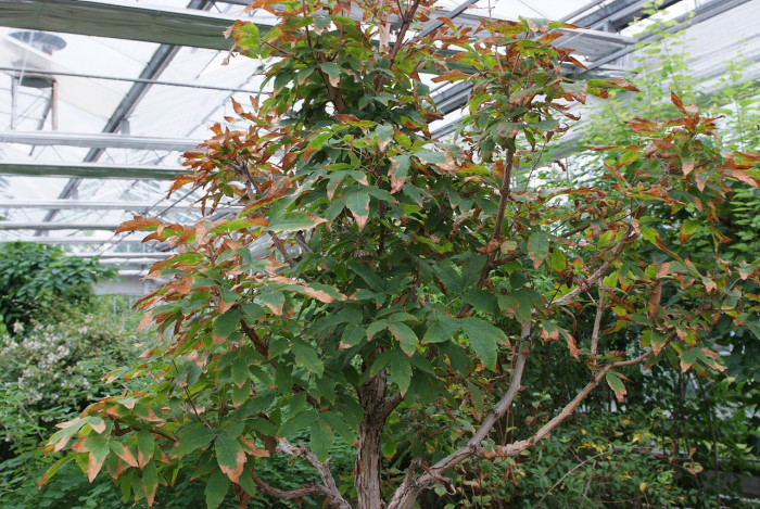 복자기 - Three-flower maple, Acer triflorum Kom.