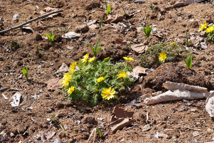 복수초 - Adonis amurensis
