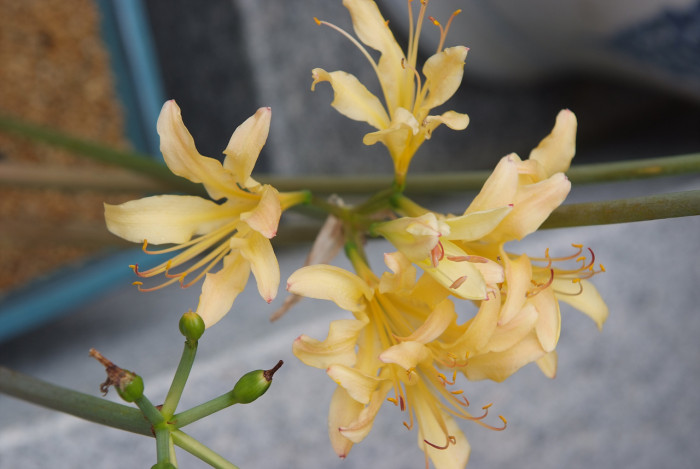 붉노랑상사화 - Lycoris flavescens M.Y.Kim & S.T.Lee
