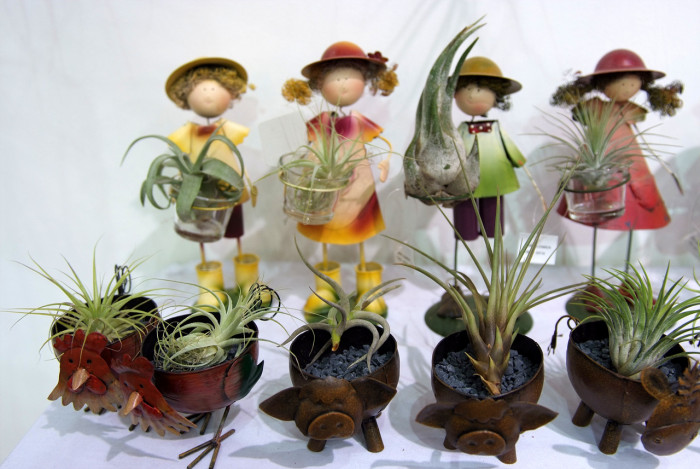 틸란디시아 - Tillandsia bergeri