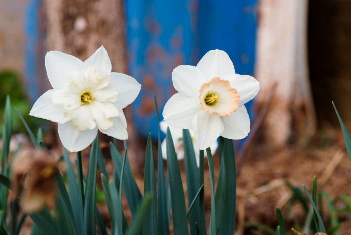 수선화 - daffodil, Narcissus tazetta var. chinensis