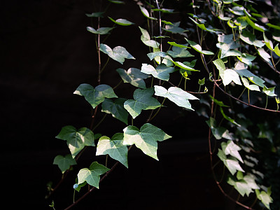 청아이비 사진 - Hedera helix Photos