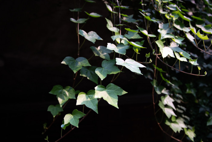 청아이비 - English Ivy, Hedera helix