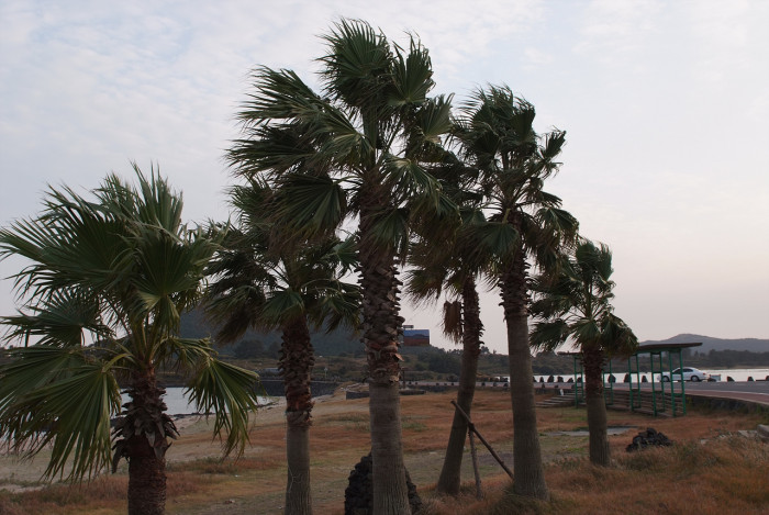 워싱턴야자 - Washington palm, California Fan Palm, Washingtonia filifera