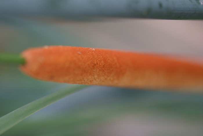 부들 - Typha orientalis C. Presl.