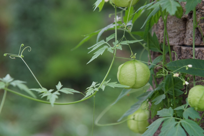 풍선덩굴 - Balloon vine, Cardiospermum halicacabum L.