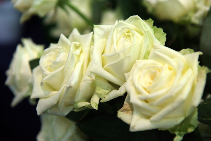 장미 - Rose, Rosa hybrida