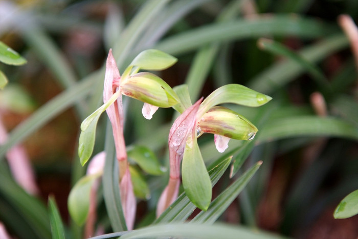 보춘화 - Cymbidium goeringii (Rchb.f.) Rchb.f.