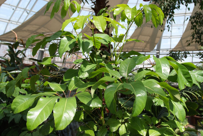 쉐프레라 악티노필라 - Schefflera actinophylia