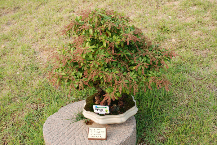 마취목 - Japanese andromeda, Japanese pieris,Dwarf Lilly-of-the-Valley Shrub, Pieris japonica
