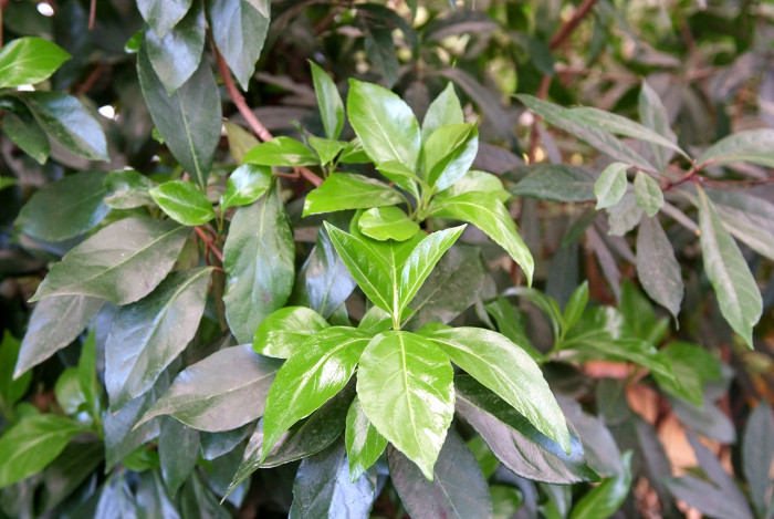 아왜나무 - Japanese Viburnum, Viburnum odoratissimum Ker Gawl. var. awabuki (K. Koch) Zabel ex Rumpler