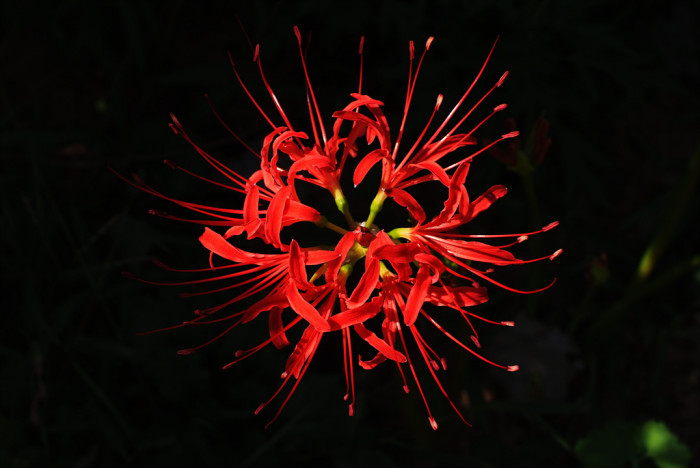석산 - red spider lily, Lycoris radiata