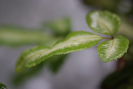 반쪽고사리 - Pteris dispar Kunze