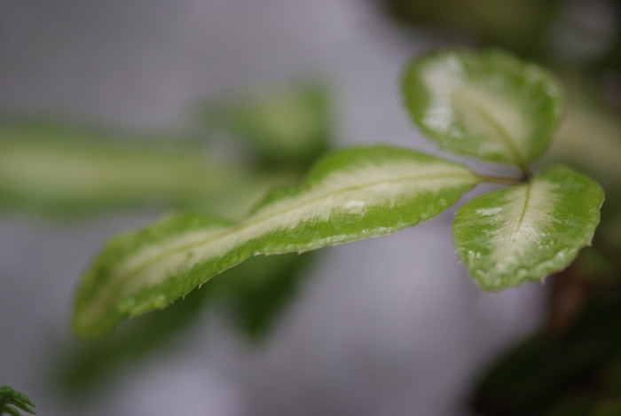 반쪽고사리 - Pteris dispar Kunze