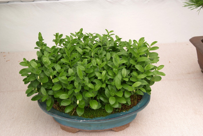 둥굴레 - ㅋㅋ, Polygonatum odoratum var.pluriflorum