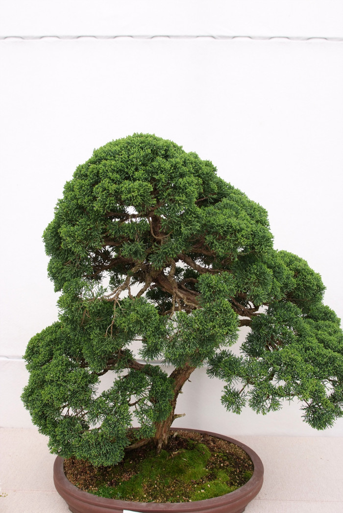 향나무 - Juniperus chinensis L.