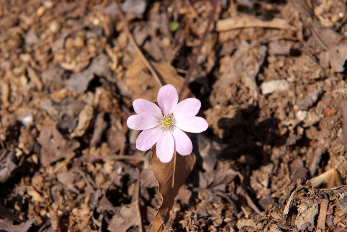 노루귀 - Hepatica asiatica Nakai, Hepatica asiatica