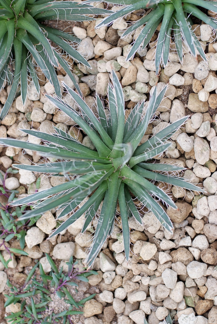 희난설 - Agave geminiflora
