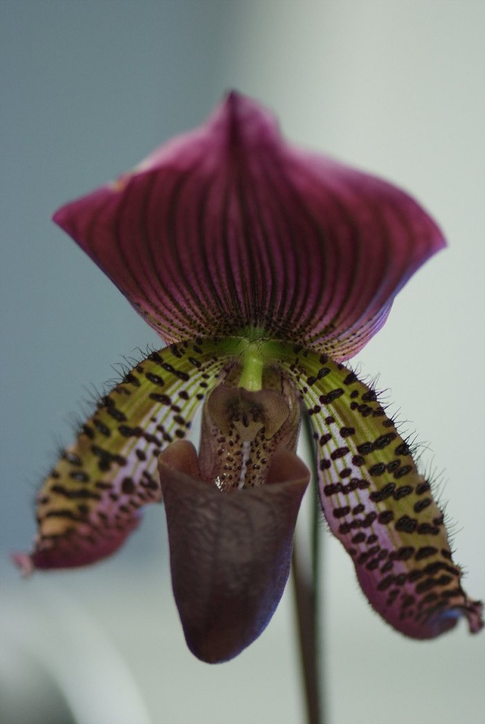 파피오페딜럼 - Papihopedilum pinochio, Paphiopedilum hybrids