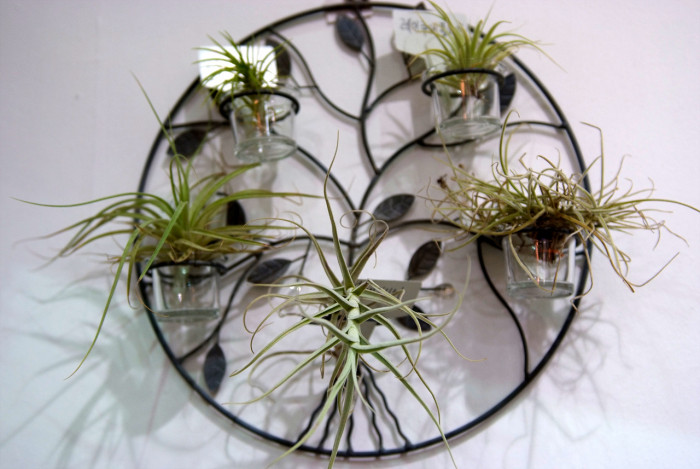 틸란디시아 - Tillandsia bergeri