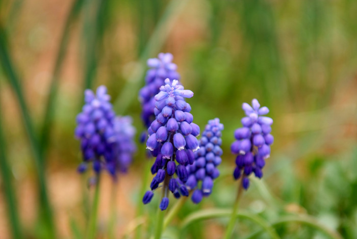 무스카리 - blue grape hyacinth, Muscari armeniacum.