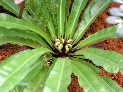 파초일엽 사진 - Asplenium antiquum Photos