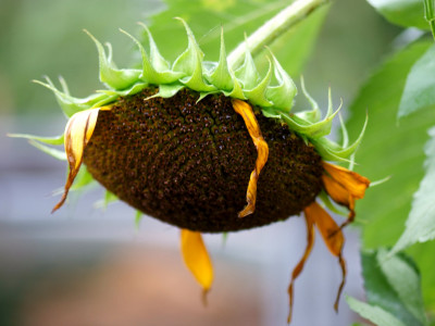 해바라기 사진 - Helianthus annuus Photos