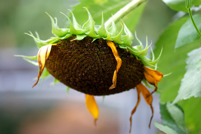 해바라기 - Sunflower, Helianthus annuus