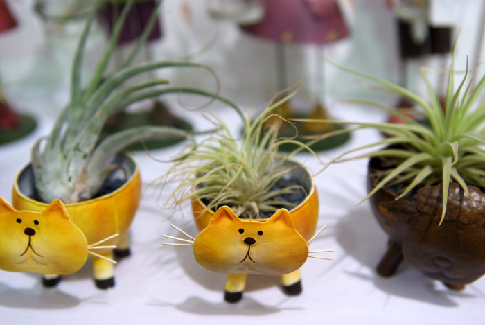 틸란디시아 - Tillandsia bergeri