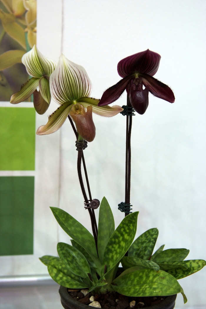 파피오페딜럼 - Papihopedilum pinochio, Paphiopedilum hybrids