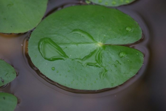 수련 - Nymphaea tetragona var. angusta
