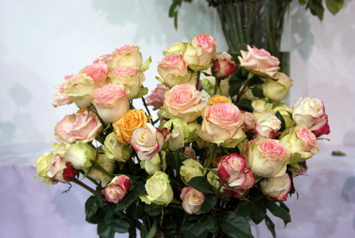 장미 - Rose, Rosa hybrida