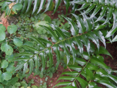 도깨비고비 사진 - Cyrtomium falcatum (L.) Presl Photos