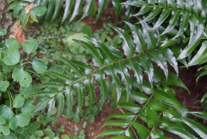 도깨비고비 - Holly Fern, Cyrtomium falcatum (L.) Presl