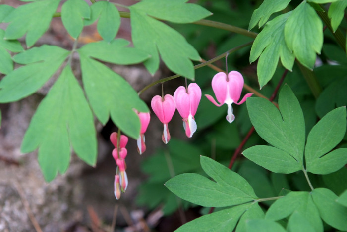 금낭화 - Dicentra spectabilis